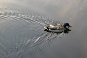 wake-behind-duck.jpg